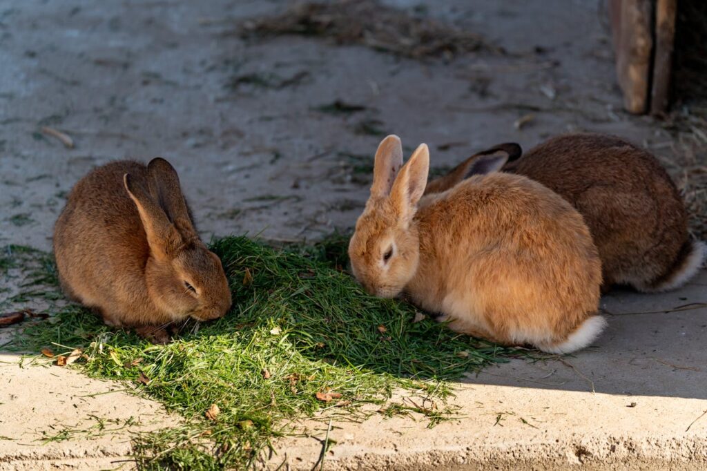 Three rabbits peacefully nibbling on fresh grass under the sun, showcasing natural beauty and serenity.